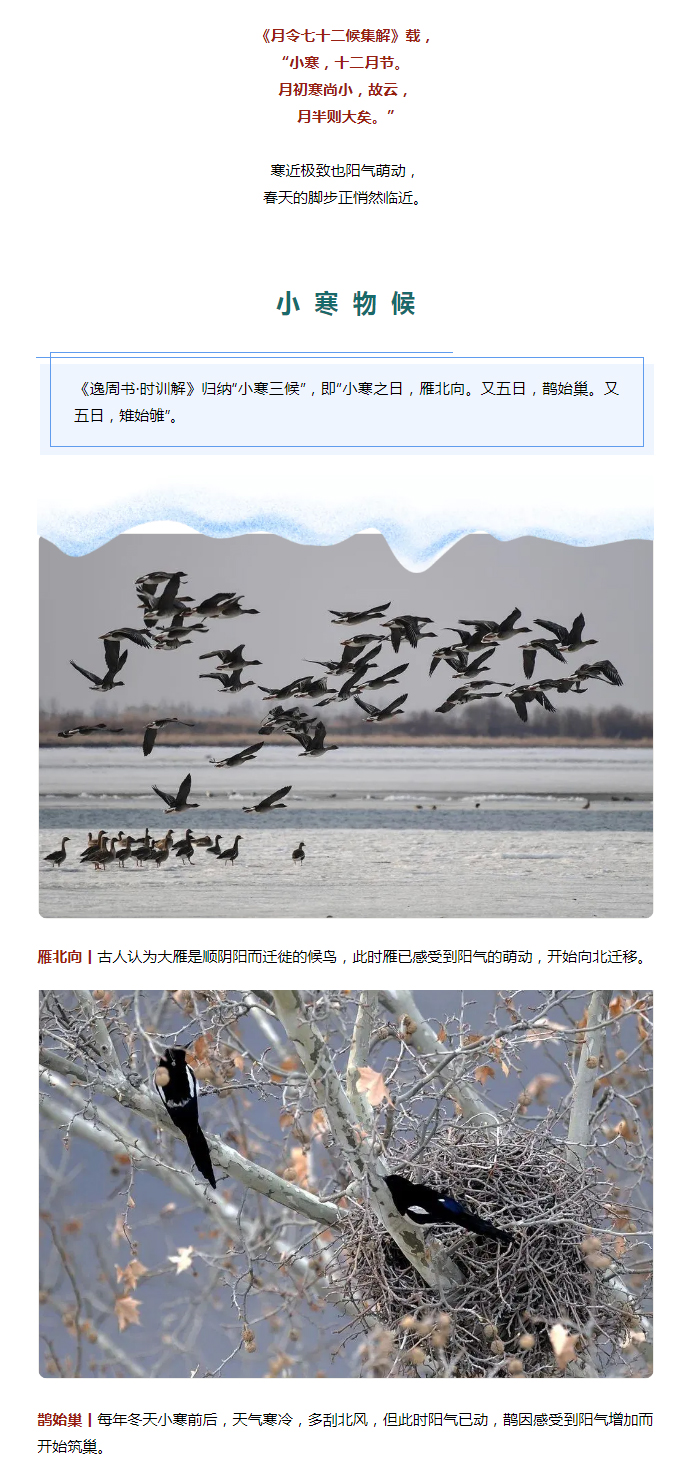 2022年（第2期）：小寒今日至，年味已冒頭_02